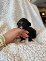 Griffin, a male Cavapoo for sale in Winchester, TN – Photo 2 of 5