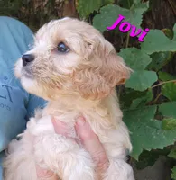 Jovi, a female Cavapoo for sale in Winchester, TN – 6 of 10