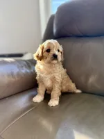 Tucker, a male Cavapoo for sale in Winchester, TN – Photo 8 of 10