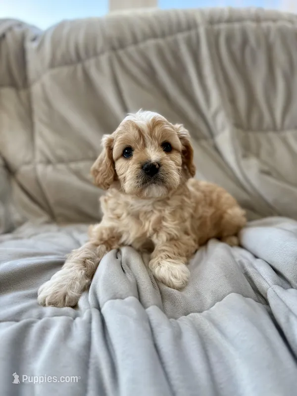 Tucker, a male Cavapoo for sale in Winchester, TN – Photo 1 of 10