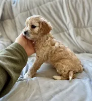 Tucker, a male Cavapoo for sale in Winchester, TN – Photo 3 of 10