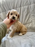 Tucker, a male Cavapoo for sale in Winchester, TN – Photo 2 of 10