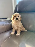 Tucker, a male Cavapoo for sale in Winchester, TN – Photo 7 of 10