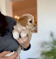 Tucker, a male Cavapoo for sale in Winchester, TN – Photo 10 of 10