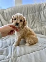 Tucker, a male Cavapoo for sale in Winchester, TN – Photo 9 of 10