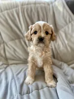 Tucker, a male Cavapoo for sale in Winchester, TN – Photo 5 of 10