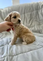 Tucker, a male Cavapoo for sale in Winchester, TN – Photo 4 of 10