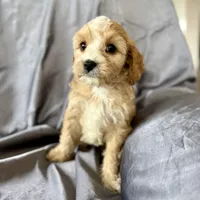 Zuzu, a female Cavapoo for sale in Winchester, TN – Photo 5 of 7