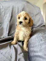 Zuzu, a female Cavapoo for sale in Winchester, TN – Photo 5 of 7