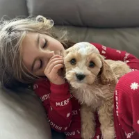 Zuzu, a female Cavapoo for sale in Winchester, TN – Photo 3 of 7