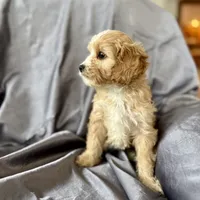 Zuzu, a female Cavapoo for sale in Winchester, TN – Photo 6 of 7