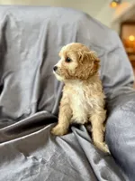 Zuzu, a female Cavapoo for sale in Winchester, TN – Photo 6 of 7