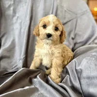 Zuzu, a female Cavapoo for sale in Winchester, TN – Photo 7 of 7