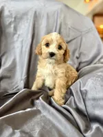 Zuzu, a female Cavapoo for sale in Winchester, TN – Photo 7 of 7