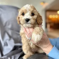 Zuzu, a female Cavapoo for sale in Winchester, TN – Photo 2 of 7