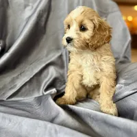 Zuzu, a female Cavapoo for sale in Winchester, TN – Photo 4 of 7