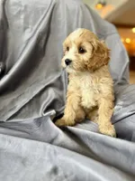 Zuzu, a female Cavapoo for sale in Winchester, TN – Photo 4 of 7