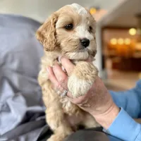 Zuzu, a female Cavapoo for sale in Winchester, TN – Photo 1 of 7