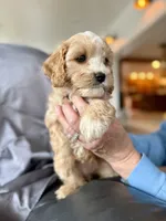 Zuzu, a female Cavapoo for sale in Winchester, TN – Photo 1 of 7