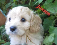 Jaxson , a male Cavapoo for sale in Winchester, TN – 8 of 10
