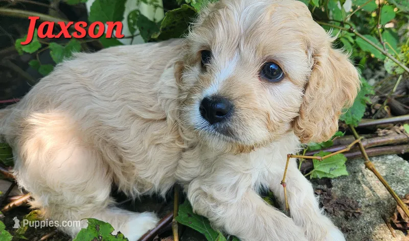 Jaxson  – Cavapoo puppy for sale in Winchester, TN