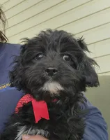 Maggie, a female Cavapoo for sale in Winchester, TN – 2 of 8