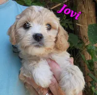 Jovi, a female Cavapoo for sale in Winchester, TN – 5 of 10