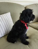 Maggie, a female Cavapoo for sale in Winchester, TN – 4 of 8