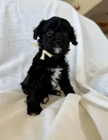 Maggie, a female Cavapoo for sale in Winchester, TN – Photo 6 of 7