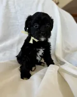 Maggie, a female Cavapoo for sale in Winchester, TN – Photo 5 of 7