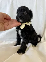 Maggie, a female Cavapoo for sale in Winchester, TN – Photo 2 of 7