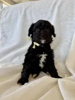 Maggie, a female Cavapoo for sale in Winchester, TN – Photo 7 of 7