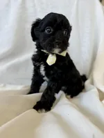 Maggie, a female Cavapoo for sale in Winchester, TN – Photo 3 of 7