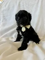 Maggie, a female Cavapoo for sale in Winchester, TN – Photo 1 of 7