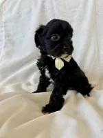 Maggie, a female Cavapoo for sale in Winchester, TN – Photo 4 of 7