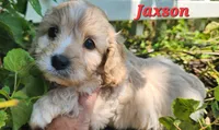 Jaxson , a male Cavapoo for sale in Winchester, TN – 3 of 10