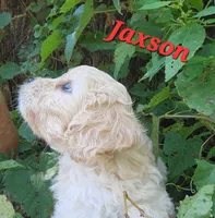 Jaxson , a male Cavapoo for sale in Winchester, TN – 6 of 10