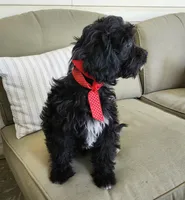 Maggie, a female Cavapoo for sale in Winchester, TN – 5 of 8