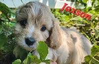 Jaxson , a male Cavapoo for sale in Winchester, TN – 10 of 10