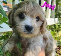 Jovi, a female Cavapoo for sale in Winchester, TN – 3 of 10