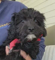 Maggie, a female Cavapoo for sale in Winchester, TN – 8 of 8