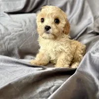 Clarence, a male Cavapoo for sale in Winchester, TN – Photo 2 of 5