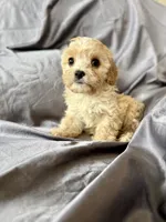 Clarence, a male Cavapoo for sale in Winchester, TN – Photo 2 of 5