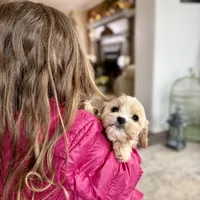 Clarence, a male Cavapoo for sale in Winchester, TN – Photo 5 of 5