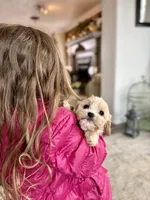 Clarence, a male Cavapoo for sale in Winchester, TN – Photo 5 of 5