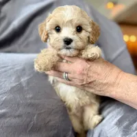 Clarence, a male Cavapoo for sale in Winchester, TN – Photo 1 of 5