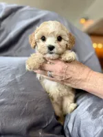 Clarence, a male Cavapoo for sale in Winchester, TN – Photo 1 of 5