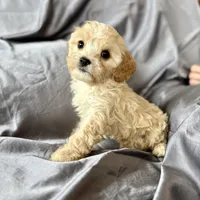 Clarence, a male Cavapoo for sale in Winchester, TN – Photo 4 of 5