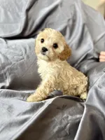Clarence, a male Cavapoo for sale in Winchester, TN – Photo 4 of 5