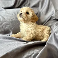 Clarence, a male Cavapoo for sale in Winchester, TN – Photo 3 of 5